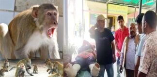 पौड़ी में बंदरों के हमले से बचने के चक्कर में छत से गिरी महिला Woman fell from terrace due to fear of monkey