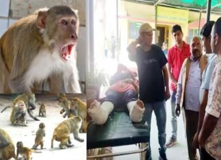 पौड़ी में बंदरों के हमले से बचने के चक्कर में छत से गिरी महिला Woman fell from terrace due to fear of monkey
