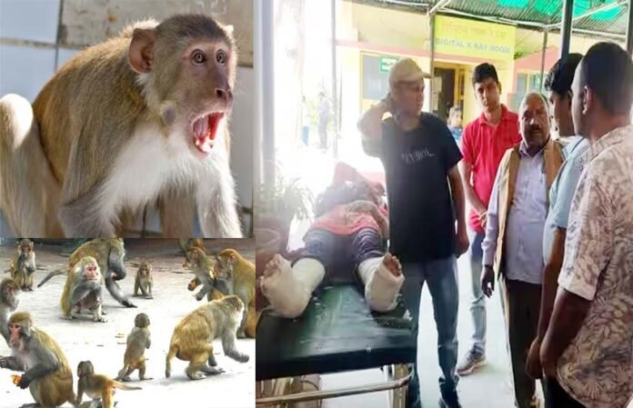 Woman-fell-from-terrace-due Woman fell from terrace due to fear of monkey