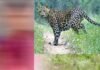 दुखद: खेतों में घास काट रही आंगनबाड़ी कार्यकत्री को गुलदार ने बनाया निवाला, ग्रामीणों में दहशत
