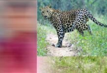 दुखद: खेतों में घास काट रही आंगनबाड़ी कार्यकत्री को गुलदार ने बनाया निवाला, ग्रामीणों में दहशत