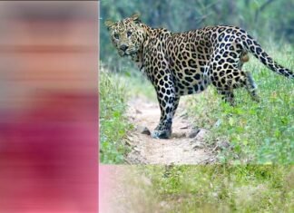 दुखद: खेतों में घास काट रही आंगनबाड़ी कार्यकत्री को गुलदार ने बनाया निवाला, ग्रामीणों में दहशत