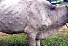 उत्तराखंड में एक बार फिर लंपी वायरस का कहर, पिछले चार दिनों में तीन हजार से ज्यादा पशु आ चुके हैं चपेट में, पशुपालन विभाग के कार्मिकों की छुट्टियां रद्द lumpy-virus