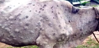 उत्तराखंड में एक बार फिर लंपी वायरस का कहर, पिछले चार दिनों में तीन हजार से ज्यादा पशु आ चुके हैं चपेट में, पशुपालन विभाग के कार्मिकों की छुट्टियां रद्द lumpy-virus