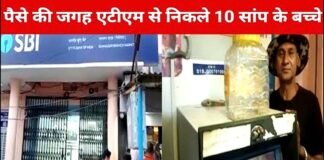 यहाँ SBI के ATM में कार्ड डालने पर नोटों की जगह निकलने लगे जहरीले सांप के बच्चे, लोगों में मचा हड़कंप snake babies started coming out instead of notes in SBI ATM