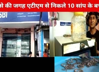 यहाँ SBI के ATM में कार्ड डालने पर नोटों की जगह निकलने लगे जहरीले सांप के बच्चे, लोगों में मचा हड़कंप snake babies started coming out instead of notes in SBI ATM