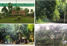 ग्रेटर नोएडा के सेक्टरों में अब पेड़ों की छंटाई की शिकायतें जल्द हो सकेगी दूर Pruning of trees in sectors of Greater Noida