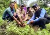 ग्राम पंचायत डांगी में हरेला सप्ताहिक पखवाड़ा के तहत वृक्षारोपण Plantation under Harela