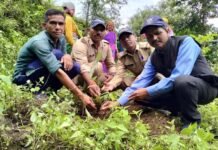 ग्राम पंचायत डांगी में हरेला सप्ताहिक पखवाड़ा के तहत वृक्षारोपण Plantation under Harela
