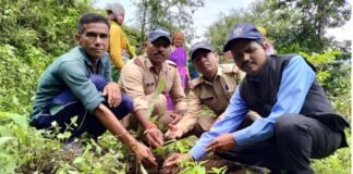 ग्राम पंचायत डांगी में हरेला सप्ताहिक पखवाड़ा के तहत वृक्षारोपण Plantation under Harela