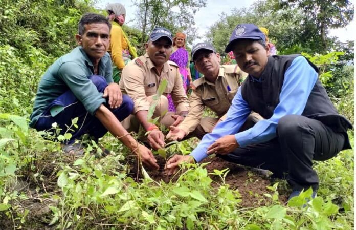 Plantation under Harela