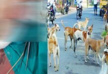 पौड़ी में 5 साल की मासूम बच्ची को आवारा कुत्तों ने नोच डाला, गंभीर हालत में बेस अस्पताल श्रीनगर में भर्ती Stray dogs mauled a 5-year-old girl in Pauri