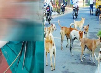 पौड़ी में 5 साल की मासूम बच्ची को आवारा कुत्तों ने नोच डाला, गंभीर हालत में बेस अस्पताल श्रीनगर में भर्ती Stray dogs mauled a 5-year-old girl in Pauri