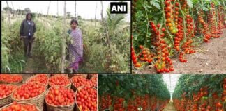 चोरी का अनोखा मामला: महिला किसान के खेत से 2.5 लाख के टमाटर चोरी, 60 बोरियों में भरकर ले गए चोर Tomatoes worth 2.5 lakh stolen