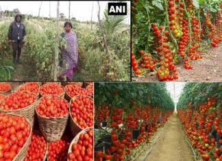 चोरी का अनोखा मामला: महिला किसान के खेत से 2.5 लाख के टमाटर चोरी, 60 बोरियों में भरकर ले गए चोर Tomatoes worth 2.5 lakh stolen