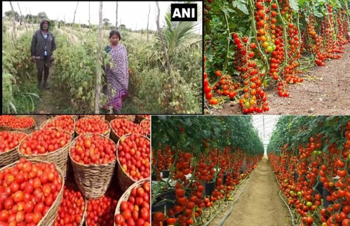 Tomatoes-stolen Tomatoes worth 2.5 lakh stolen