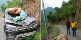 उत्तराखंड : यहाँ पहाड़ी से फिसलकर सड़क पर चलती कार के ऊपर गिरा बैल bull fell on the road after slipping from the hill