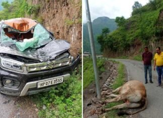 उत्तराखंड : यहाँ पहाड़ी से फिसलकर सड़क पर चलती कार के ऊपर गिरा बैल bull fell on the road after slipping from the hill