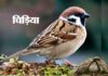 प्यारी “चिड़िया”