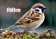 प्यारी “चिड़िया”