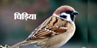 प्यारी “चिड़िया”