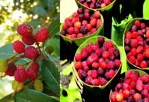 प्रधानमंत्री मोदी को भाए उत्तराखंड के रसीले काफल, सीएम धामी को पत्र लिख जताया आभार kafal-of-uttarakhand