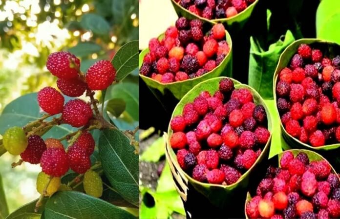 kafal-of-uttarakhand kafal-of-uttarakhand