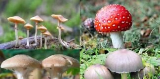 उत्तराखंड: यहां जंगली मशरूम खाने से पति-पत्नी की मौत, मां अस्पताल में भर्ती wild mushrooms in Tehri