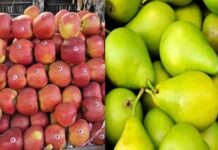उत्तराखंड सरकार ने सेब और नाशपाती का न्यूनतम समर्थन मूल्य घोषित किया, जानिए कितनी रखी है कीमत apple and pear-MSP
