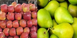 उत्तराखंड सरकार ने सेब और नाशपाती का न्यूनतम समर्थन मूल्य घोषित किया, जानिए कितनी रखी है कीमत apple and pear-MSP