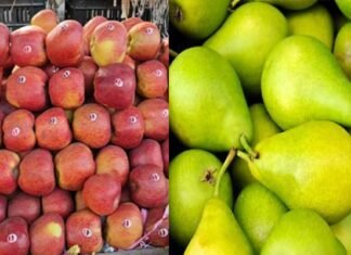 उत्तराखंड सरकार ने सेब और नाशपाती का न्यूनतम समर्थन मूल्य घोषित किया, जानिए कितनी रखी है कीमत apple and pear-MSP