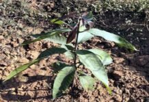 समलौंण : सहायक अध्यापिका ने स्थानांतरण होने पर विद्यालय परिसर में लगाया आम का पौधा mango plant in the school