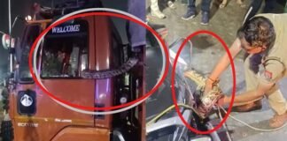 ग्रेटर नोएडा : ट्रक के केबिन में घुसा अजगर, ट्रक को सड़क पर ही छोड़कर बाहर कूदे चालक और हेल्पर Python entered truck cabin in Greater Noida