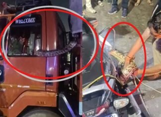 ग्रेटर नोएडा : ट्रक के केबिन में घुसा अजगर, ट्रक को सड़क पर ही छोड़कर बाहर कूदे चालक और हेल्पर Python entered truck cabin in Greater Noida