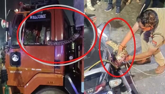 Python-entered-truck-cabin- Python entered truck cabin in Greater Noida