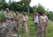 श्रीनगर के ढिकाल गांव में 5 साल की बच्ची को निवाला बनाने वाला आदमखोर गुलदार ढेर