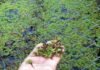 azolla farming: पहाड़ी क्षेत्रों में पॉल्ट्री फार्म, मत्स्य पालन कर रहे व्यवसायियों के लिए बेहद लाभकारी सिद्ध हो रहा अजोला, जानिए इस विस्मयकारी पौधे के बारे में Azolla