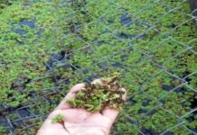 azolla farming: पहाड़ी क्षेत्रों में पॉल्ट्री फार्म, मत्स्य पालन कर रहे व्यवसायियों के लिए बेहद लाभकारी सिद्ध हो रहा अजोला, जानिए इस विस्मयकारी पौधे के बारे में Azolla