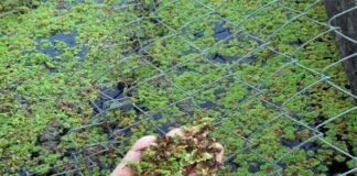 azolla farming: पहाड़ी क्षेत्रों में पॉल्ट्री फार्म, मत्स्य पालन कर रहे व्यवसायियों के लिए बेहद लाभकारी सिद्ध हो रहा अजोला, जानिए इस विस्मयकारी पौधे के बारे में Azolla