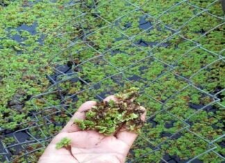 azolla farming: पहाड़ी क्षेत्रों में पॉल्ट्री फार्म, मत्स्य पालन कर रहे व्यवसायियों के लिए बेहद लाभकारी सिद्ध हो रहा अजोला, जानिए इस विस्मयकारी पौधे के बारे में Azolla
