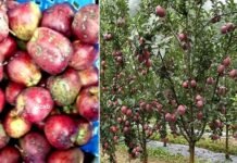 फिर लौट सकता है स्कैब, उत्तरकाशी जनपद के हरसिल क्षेत्र में दिखे लक्षण, जानिए कारण एवं बचाव के उपाय Scab in apple
