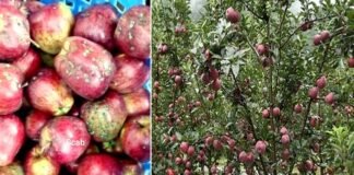 फिर लौट सकता है स्कैब, उत्तरकाशी जनपद के हरसिल क्षेत्र में दिखे लक्षण, जानिए कारण एवं बचाव के उपाय Scab in apple