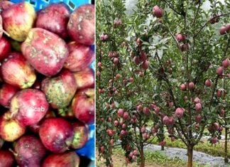 फिर लौट सकता है स्कैब, उत्तरकाशी जनपद के हरसिल क्षेत्र में दिखे लक्षण, जानिए कारण एवं बचाव के उपाय Scab in apple