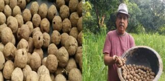 उत्तराखंड: प्रयोगधर्मी किसान ने किया प्राकृतिक बीज बम का नवाचार