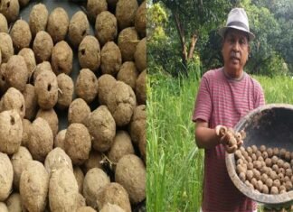 उत्तराखंड: प्रयोगधर्मी किसान ने किया प्राकृतिक बीज बम का नवाचार