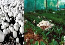 गढ़वाल विश्वविद्यालय में मशरूम लैब का हुआ उद्घाटन, मशरूम की खेती एवं स्पॉन उत्पादन के लिए प्रशिक्षण शुरू