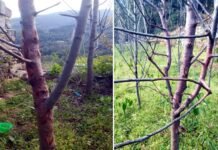 सेब में लगने वाला कैंकर रोग, जानिए कैसे करें रोकथाम canker disease in apple