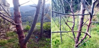 सेब में लगने वाला कैंकर रोग, जानिए कैसे करें रोकथाम canker disease in apple