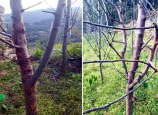 सेब में लगने वाला कैंकर रोग, जानिए कैसे करें रोकथाम canker disease in apple