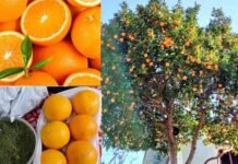 उत्तराखंड के पहाड़ी क्षेत्रों से नारंगी गायब, माल्टा को भाव नहीं: औषधीय गुणों से भरपूर माल्टा के उत्पादकों को नहीं मिल पा रहा है इसका उचित मूल्य